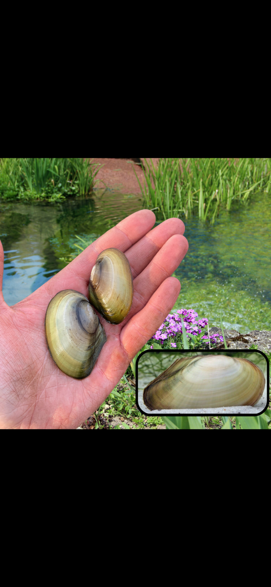 Teichmuschel Mittel (lebend) – Natürlicher Wasserfilter für Teich und Aquarium
