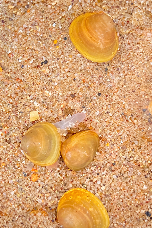 Kugelmuschel (Sphaeriidae) Natürlicher Filter für Aquarien und Gartenteiche