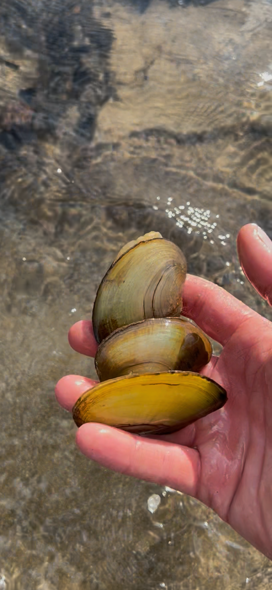 Teichmuschel Klein (4–7 cm, lebend) – Natürlicher Wasserfilter für Teich und Aquarium