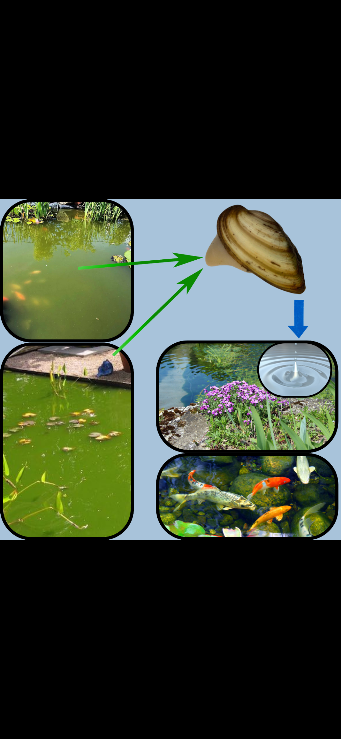 Teichmuschel Mittel (lebend) – Natürlicher Wasserfilter für Teich und Aquarium