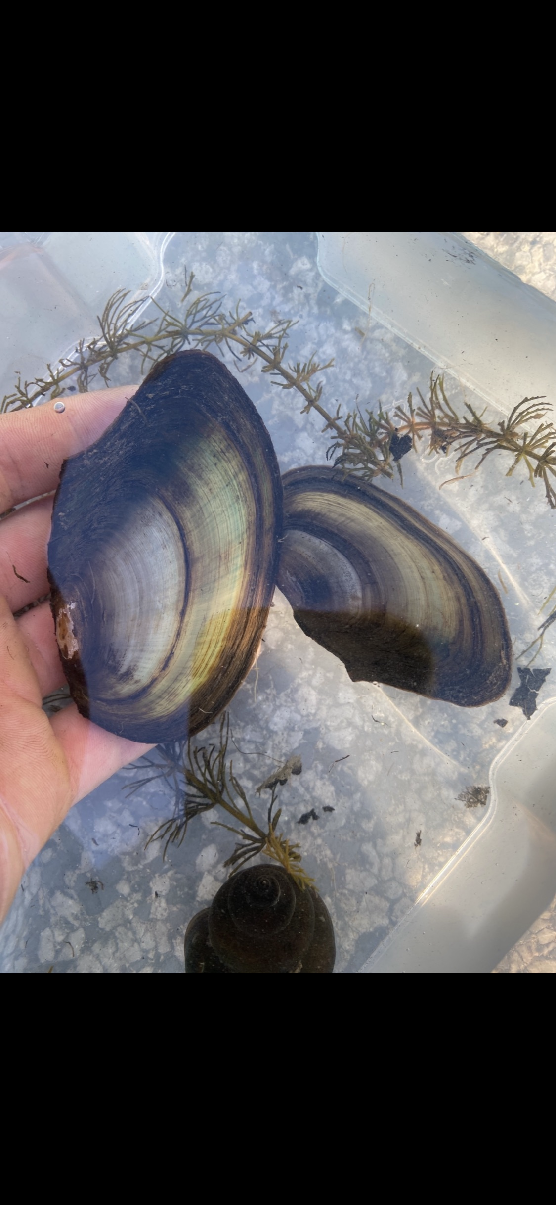 Teichmuschel Mittel (lebend) – Natürlicher Wasserfilter für Teich und Aquarium