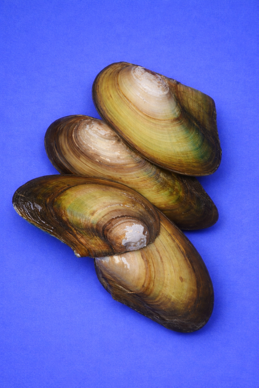 Teichmuschel Mittel (lebend) – Natürlicher Wasserfilter für Teich und Aquarium