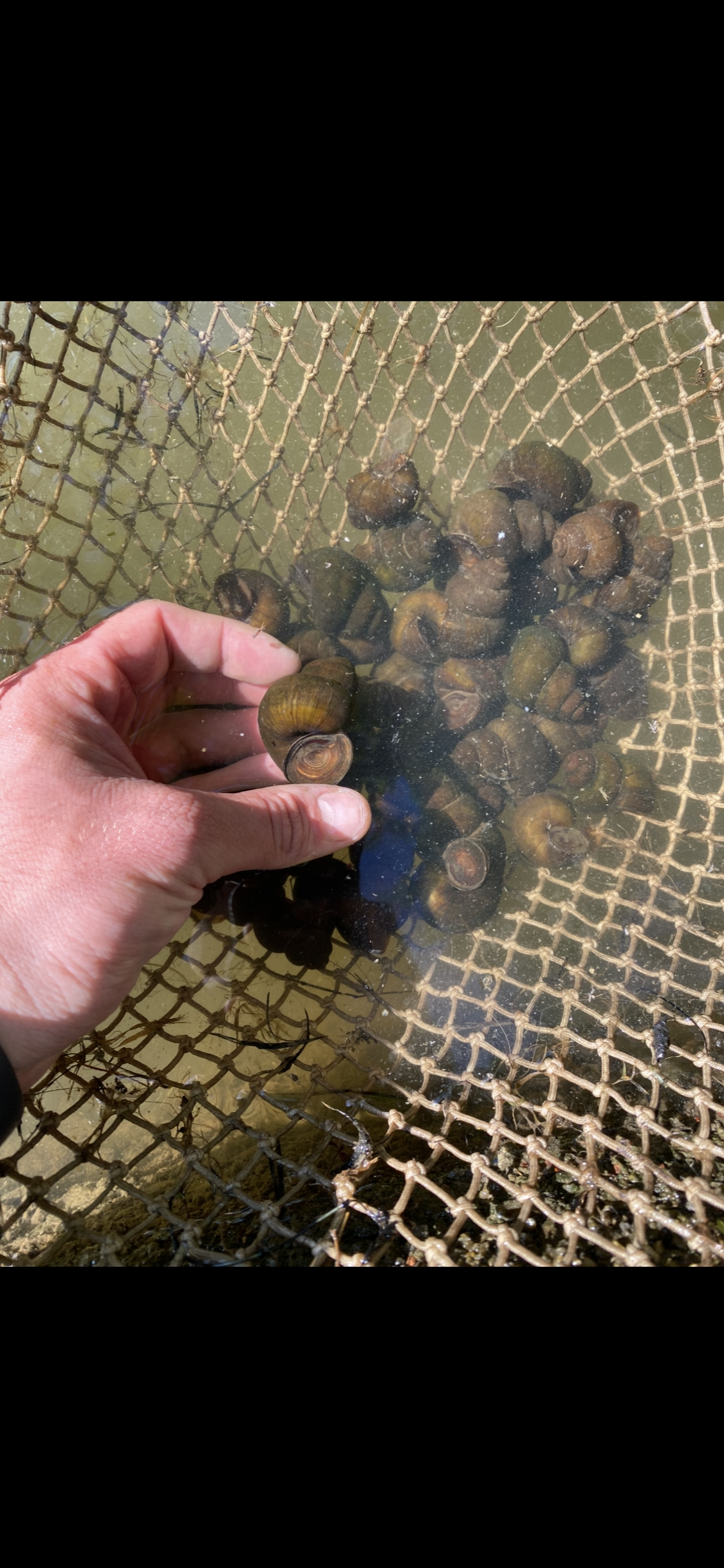Sumpfdeckelschnecke/Teichschnecke – Algenfresser für Teich & Aquarium (Viviparus viviparus)