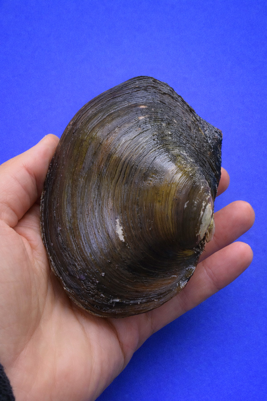 Teichmuschel Groß, (lebend) – Natürlicher Wasserfilter für Teich und Aquarium