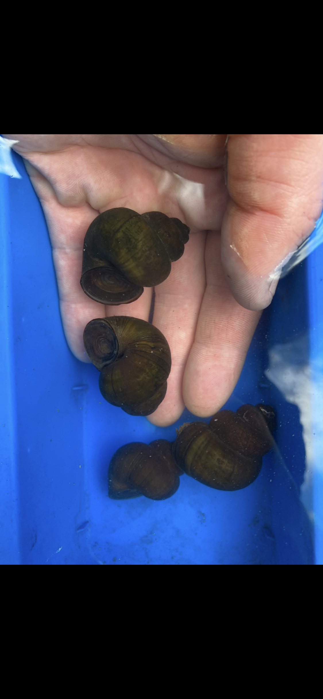 Sumpfdeckelschnecke/Teichschnecke – Algenfresser für Teich & Aquarium (Viviparus viviparus)