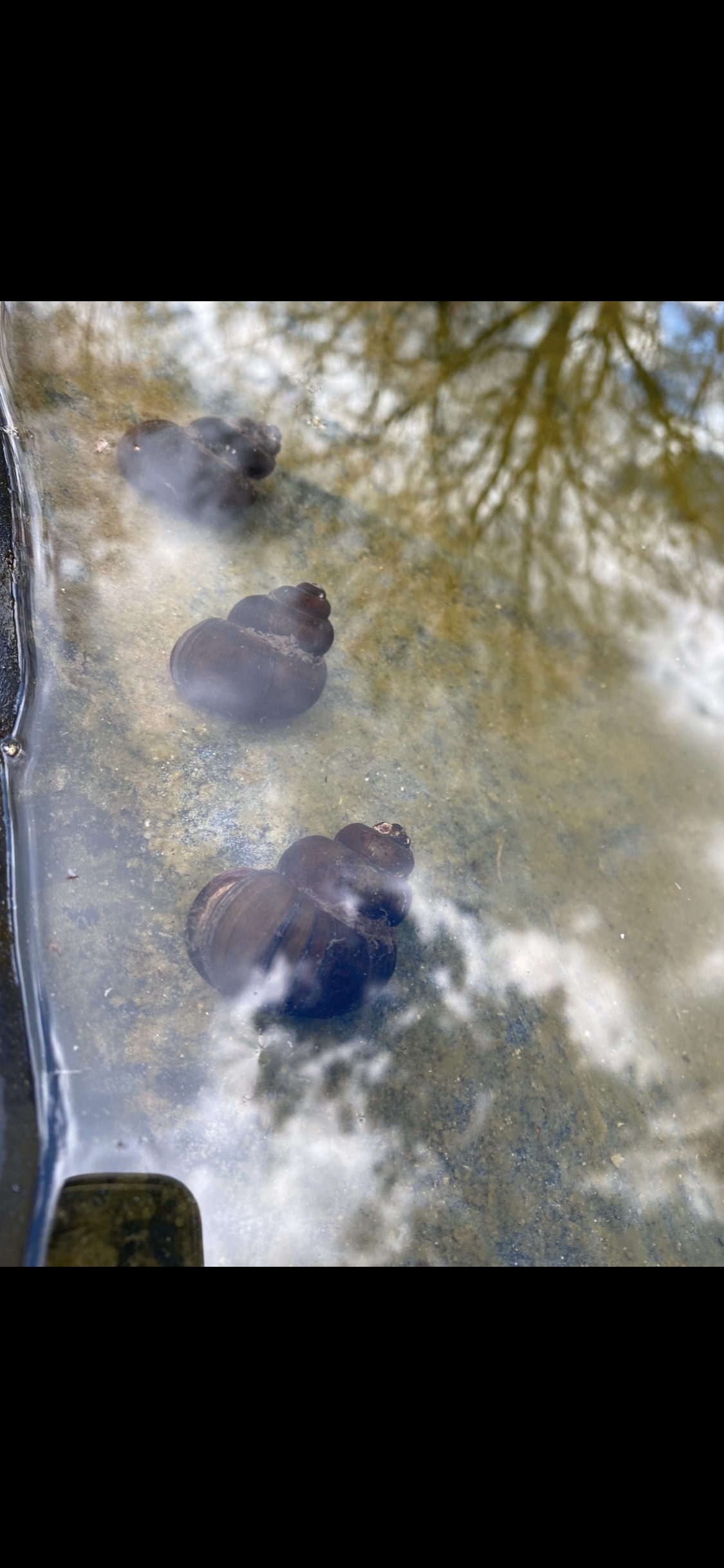 Sumpfdeckelschnecke/Teichschnecke – Algenfresser für Teich & Aquarium (Viviparus viviparus)