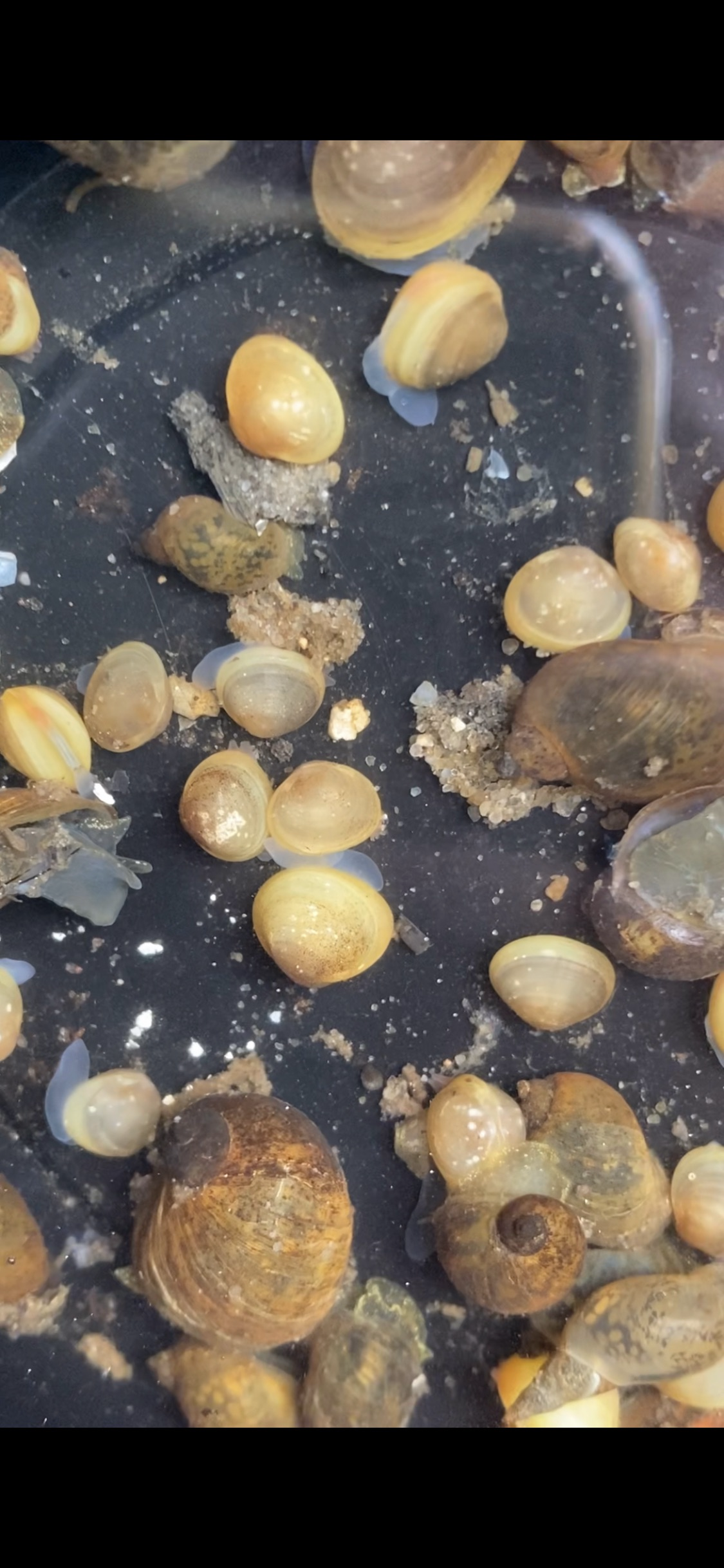 Kugelmuschel (Sphaeriidae) Natürlicher Filter für Aquarien und Gartenteiche