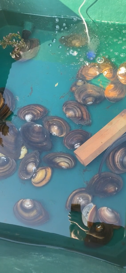 Teichmuschel Groß, (lebend) – Natürlicher Wasserfilter für Teich und Aquarium