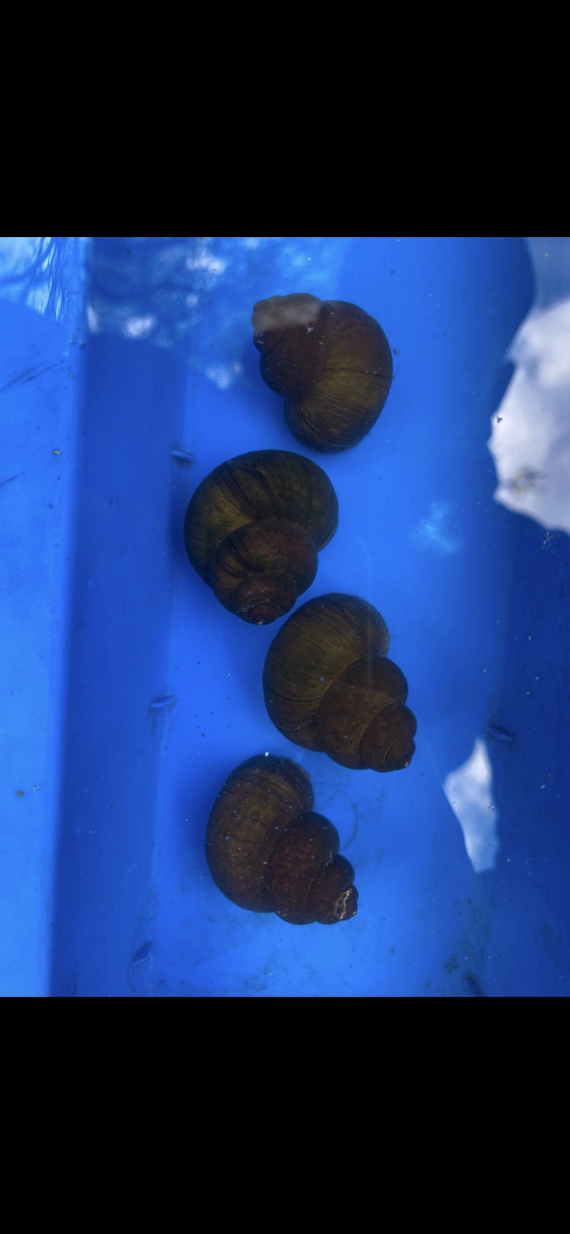 Sumpfdeckelschnecke/Teichschnecke – Algenfresser für Teich & Aquarium (Viviparus viviparus)