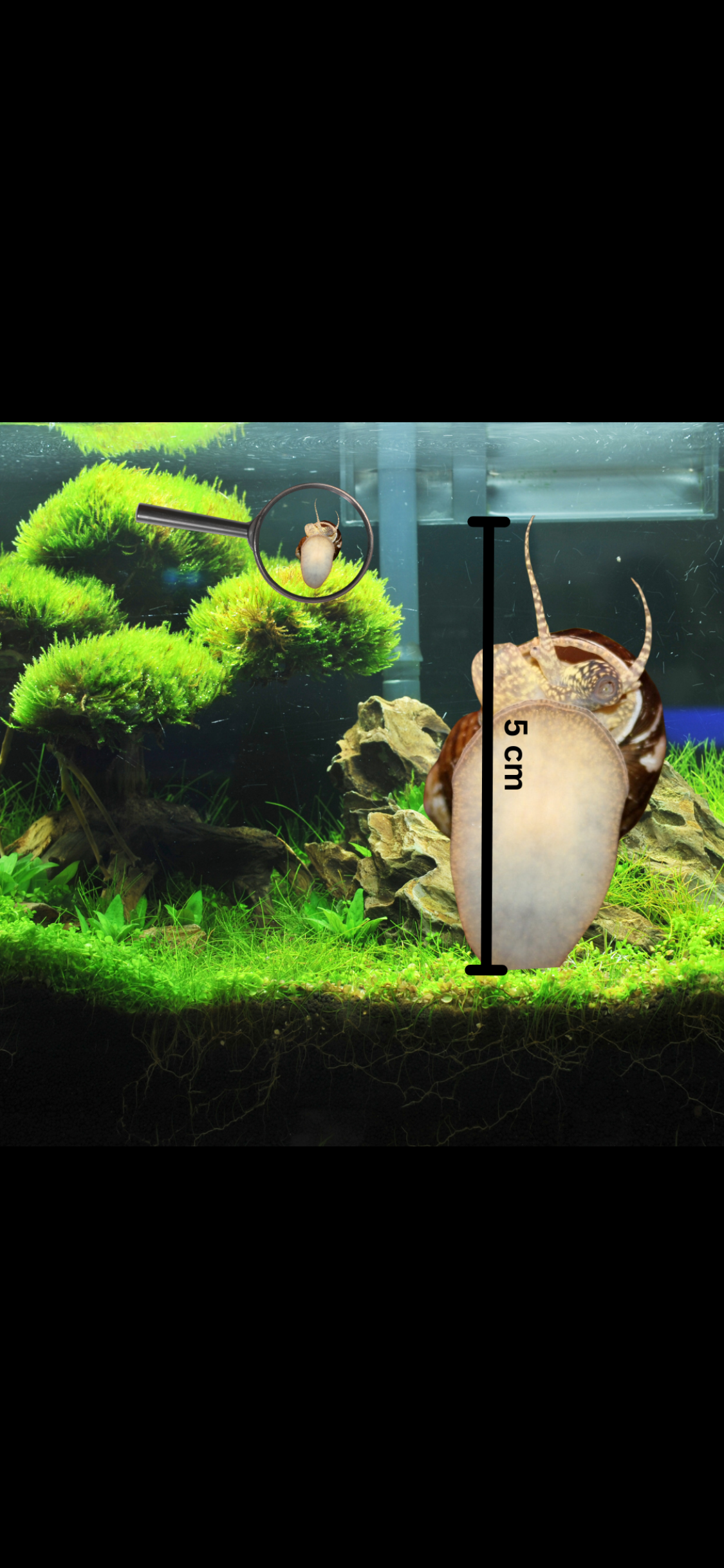 Sumpfdeckelschnecke/Teichschnecke – Algenfresser für Teich & Aquarium (Viviparus viviparus)