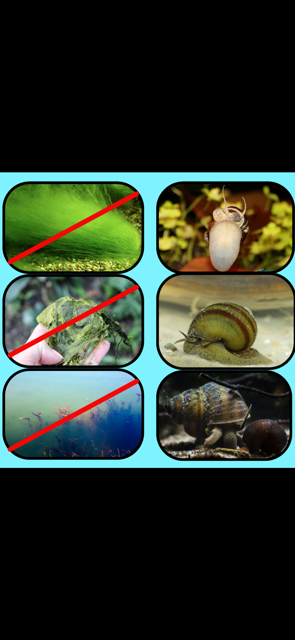Sumpfdeckelschnecke/Teichschnecke – Algenfresser für Teich & Aquarium (Viviparus viviparus)