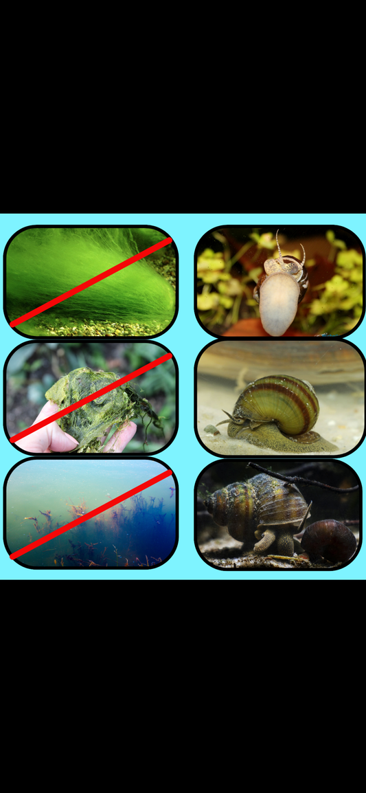 Sumpfdeckelschnecke (Viviparus viviparus) – Algenfresser für Teich & Aquarium