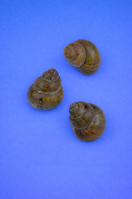 Sumpfdeckelschnecke (Viviparus viviparus) – Algenfresser für Teich & Aquarium