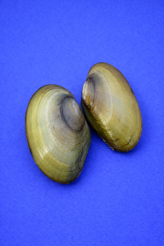 Teichmuschel Klein (4–7 cm, lebend) – Natürlicher Wasserfilter für Teich und Aquarium