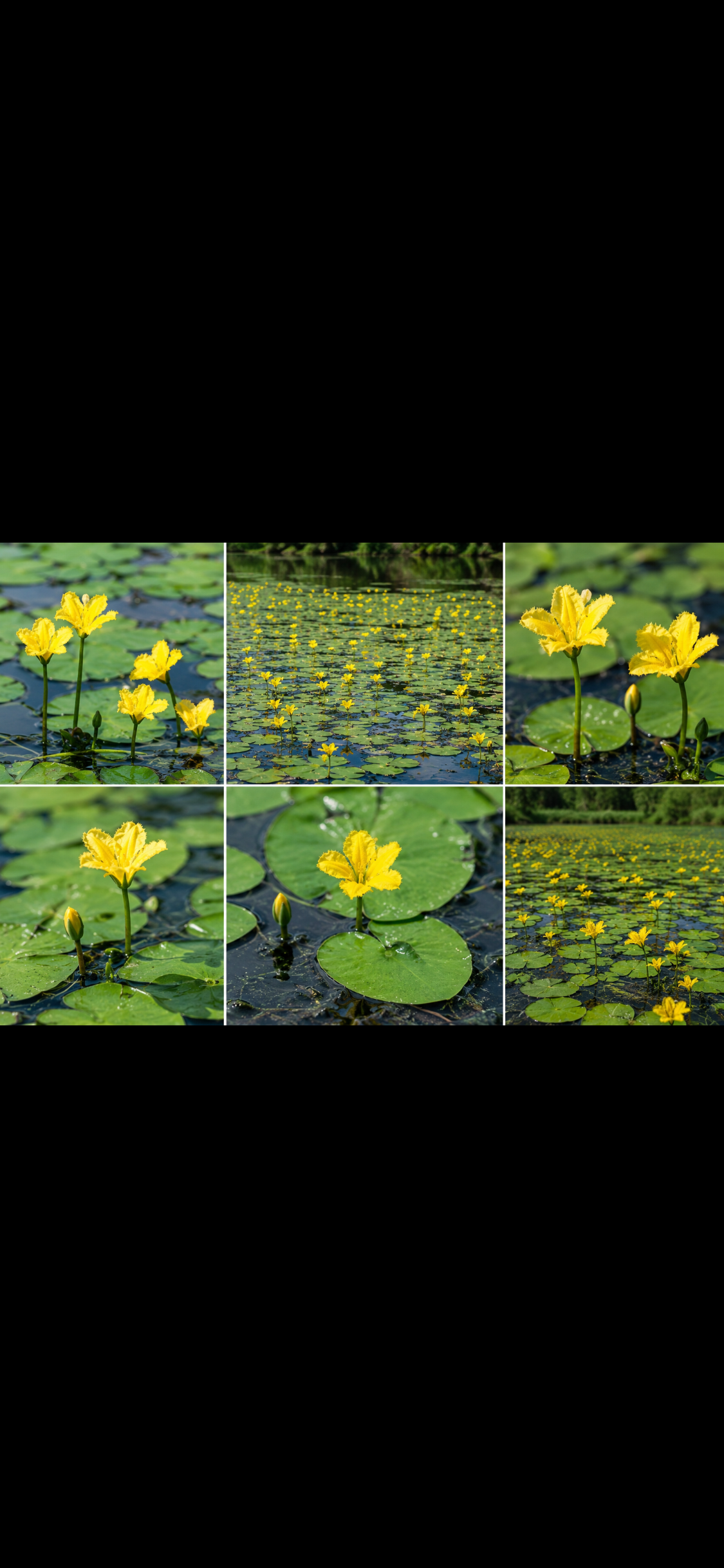 Seekanne (Nymphoides peltata) – Winterharte Teichpflanze mit gelben Blüten
